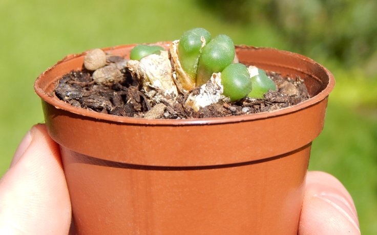 Conophytum minutum var. nudum