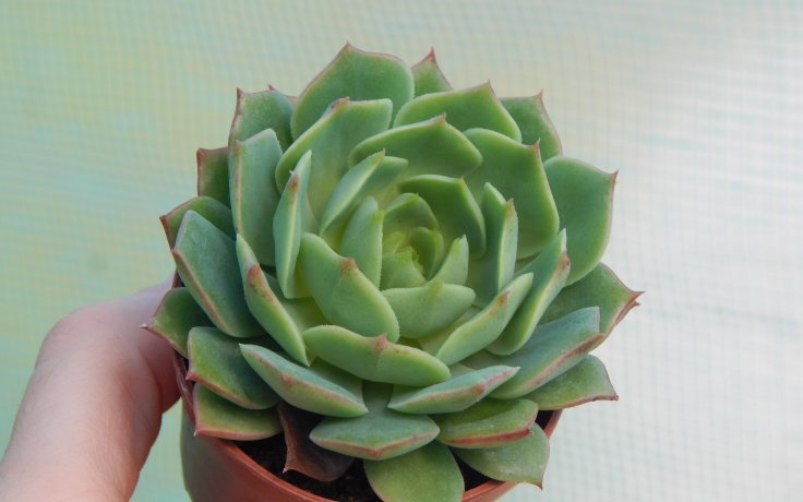 Echeveria Ramillete sukulenty