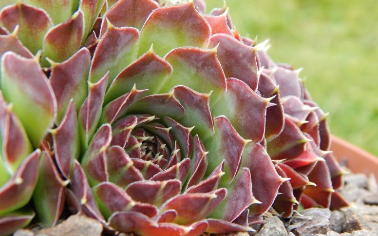Jovibarba heuffelii Compacta - rock garden plant