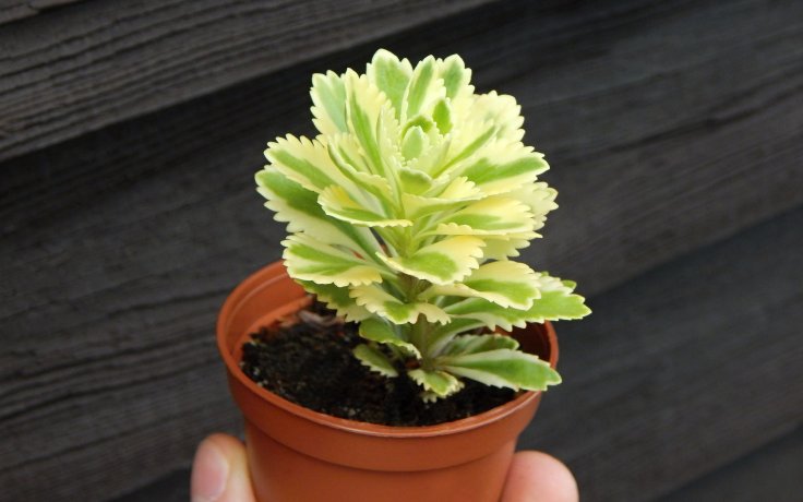 Sedum takesimense variegata