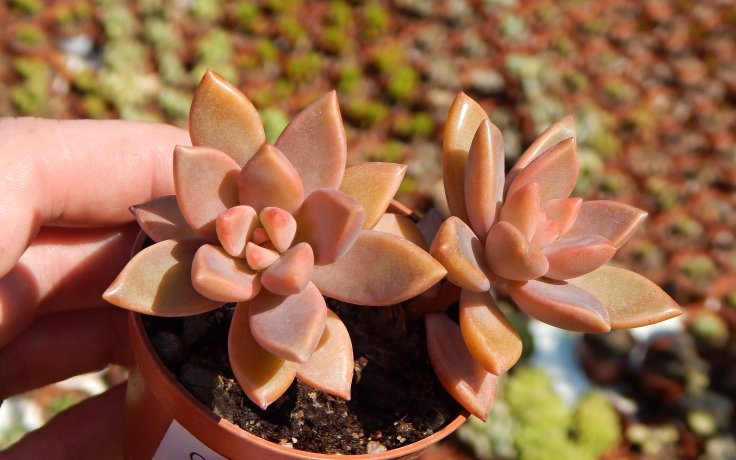 Graptosedum Bronze sukulenty a kaktusy
