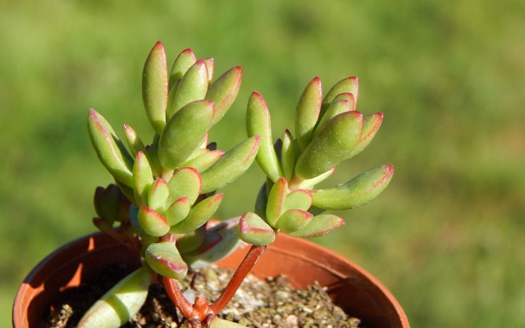 Crassula subaphylla