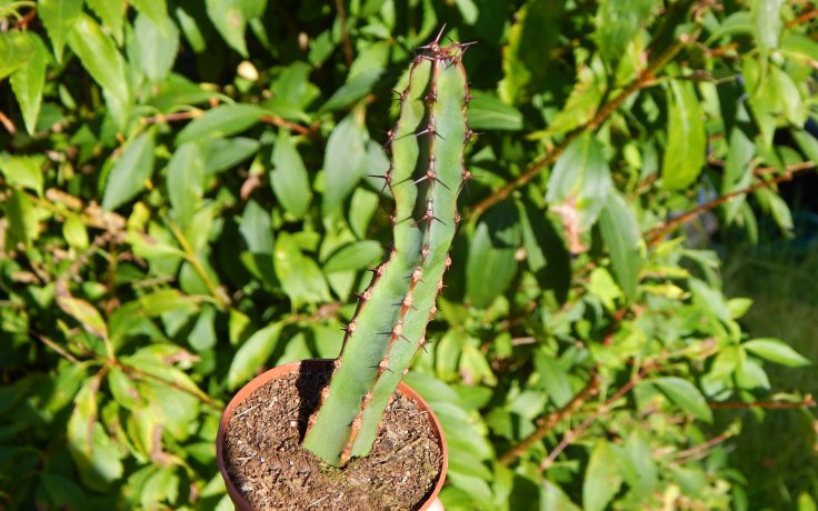 Euphorbia caerulescens