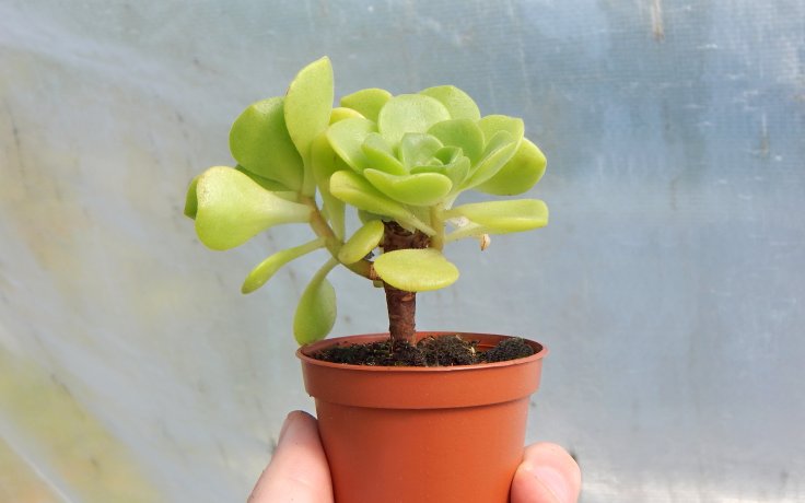 Aeonium Lily Pad sukulent