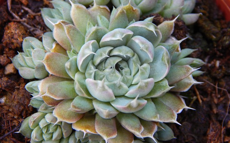 Orostachys spinosus Silver