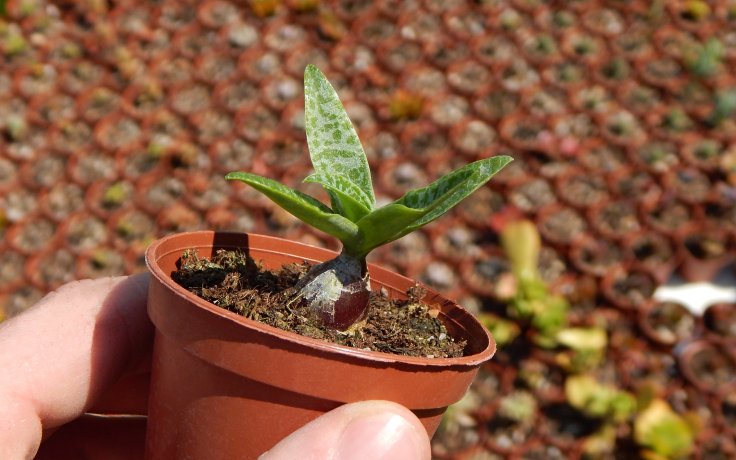Ledebouria pauciflora cibulovina sukulent