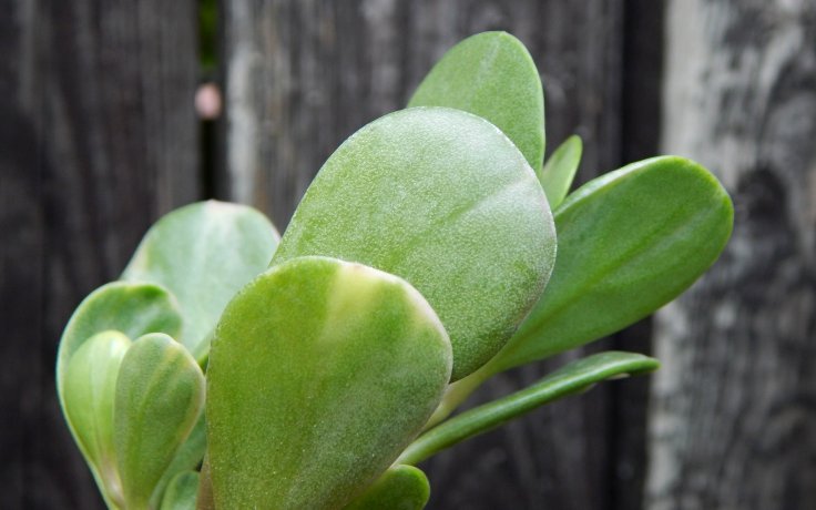 Senecio jacobsenii variegata - převislý sukulent