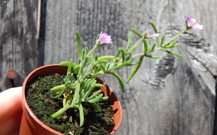 Drosanthemum hispidum - převislý sukulent
