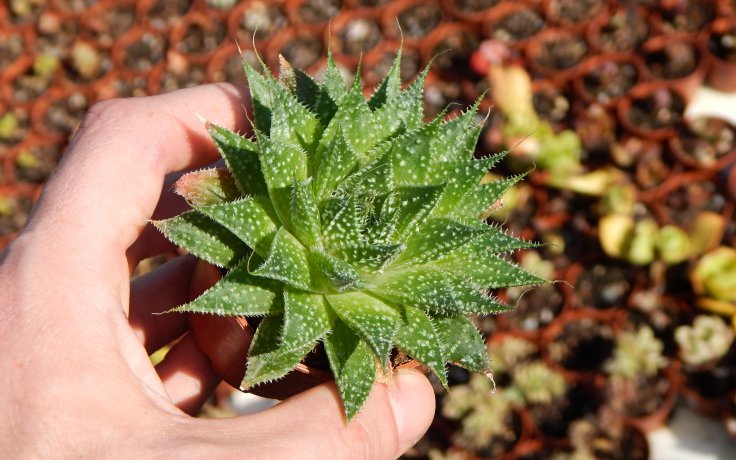 Aloe aristata pokojová rostlina
