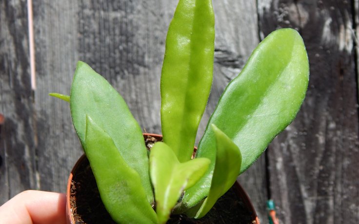 Hoya salweenica - houseplant
