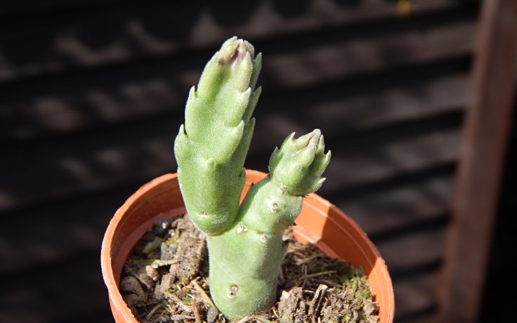 Stapelia grandiflora - smrdutka sukulent