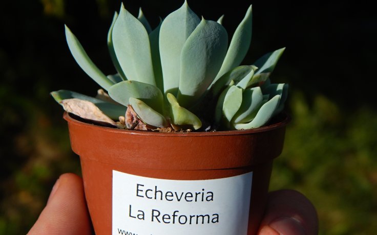 Echeveria La Reforma