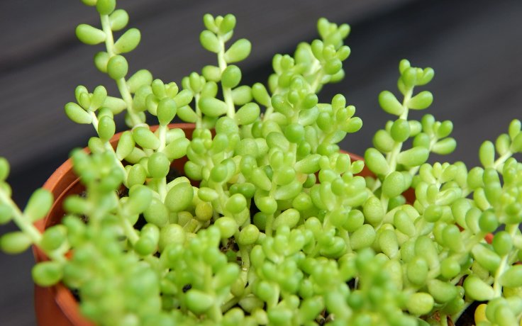 Sedum album var. micranthum