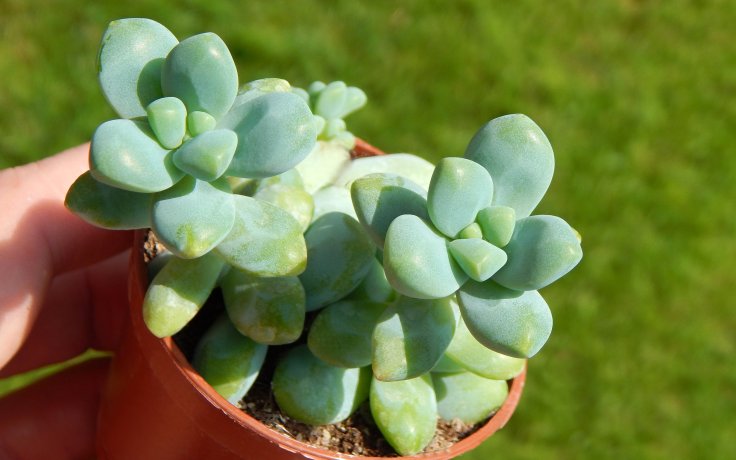 Sedum treleasei - rozchodník