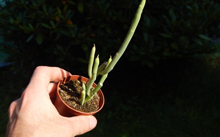 Euphorbia mauritanica