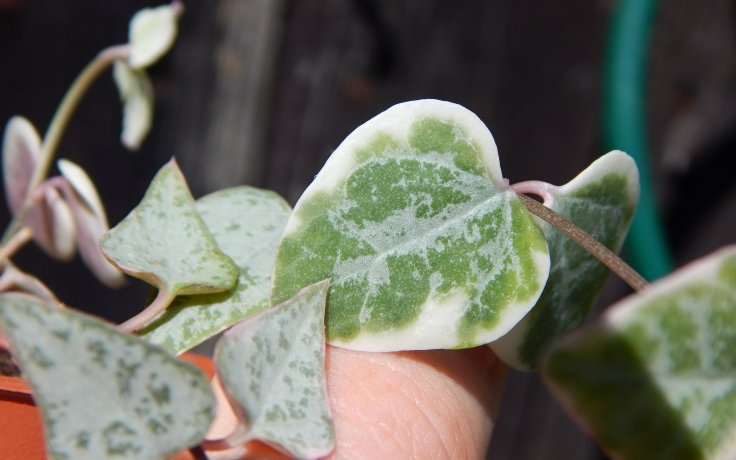 Ceropegia Merel - svícník