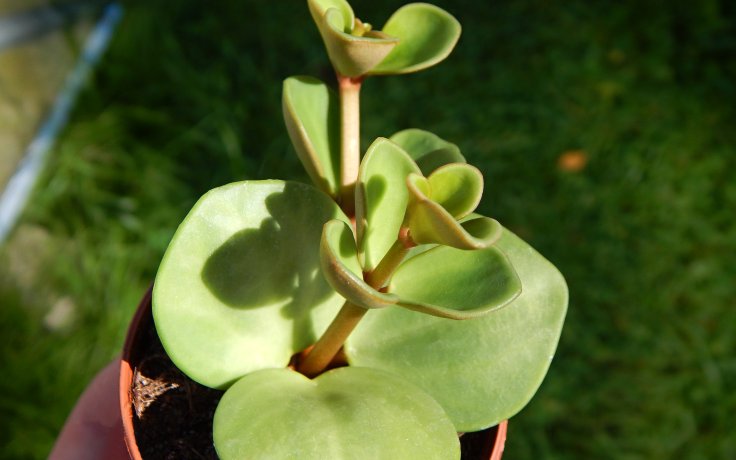 Peperomia tetraphylla Hope pepřinec