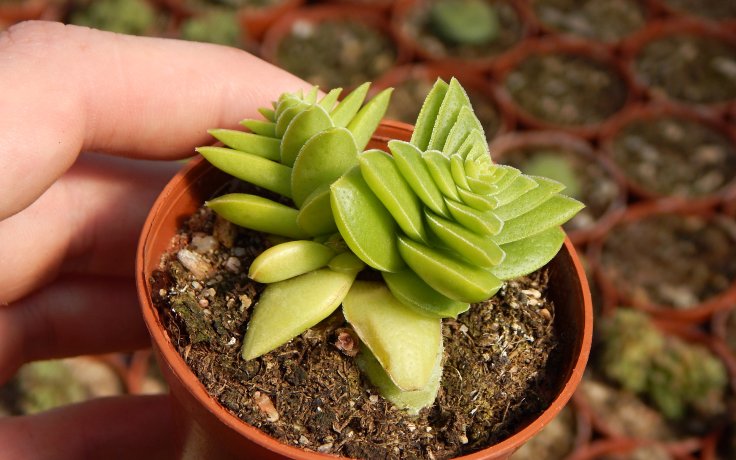 Crassula capitella Green Surprise pokojový sukulent