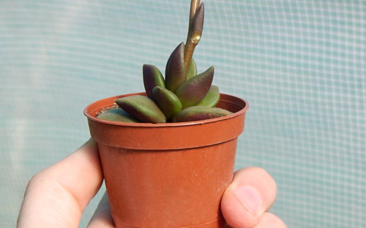 Anacampseros telephiastrum pokojovka