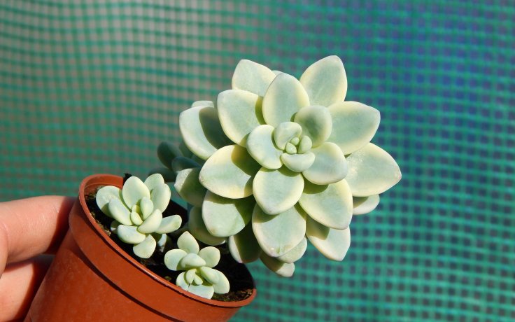 Sedum clavatum variegata