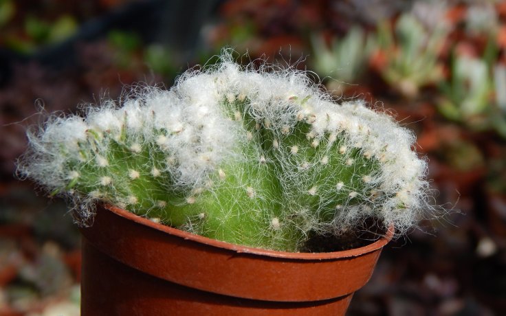 Austrocylindropuntia vestita cristata