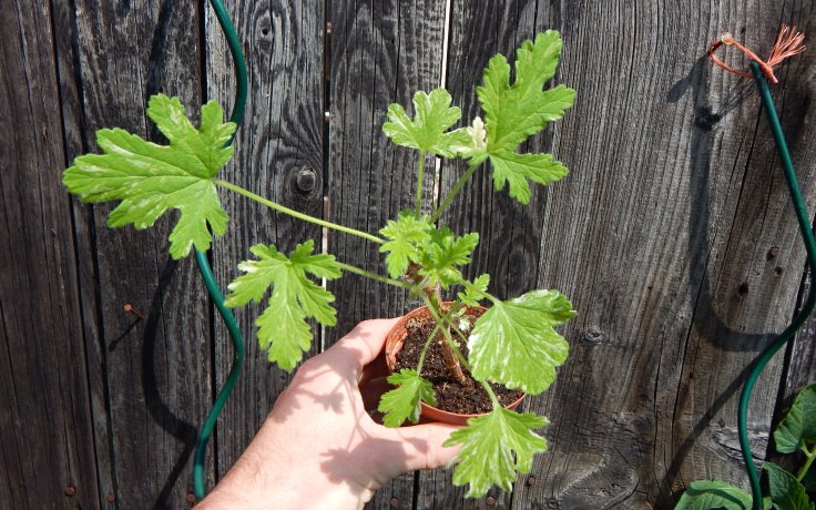 Pelargonium graveolens variegata muškáty