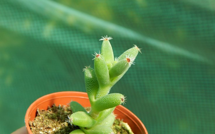 Trichodiadema calvatum Bonsai