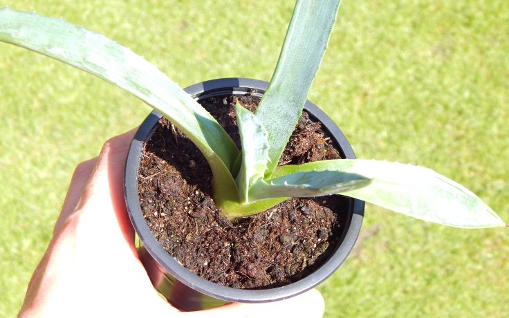 Agave americana na prodej