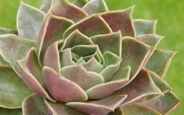 Echeveria Impi - raritní echeveria