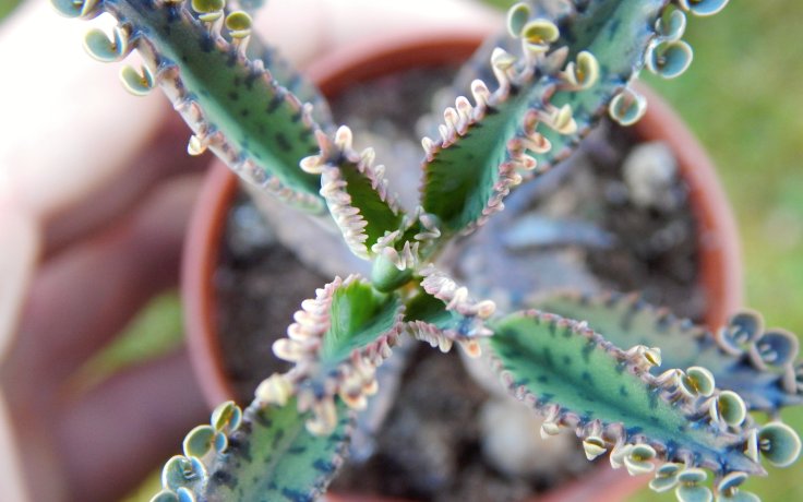 Kalanchoe houghtonii Mottled