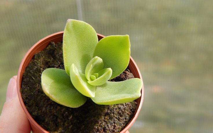 Crassula lactea