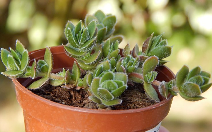 Crassula David - drobnolistý sukulent