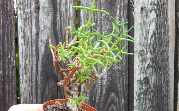 Delosperma pageanum