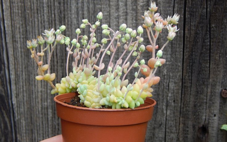 Sedum dasyphyllum Himalayan Clouds