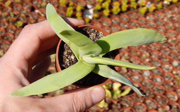 Crassula falcata - Tučnolist kosákovitý