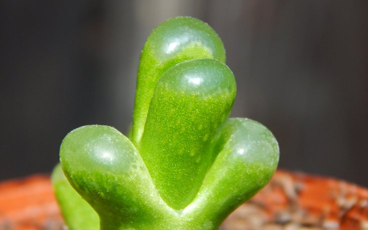 Conophytum limpidum - sukulent konofytum