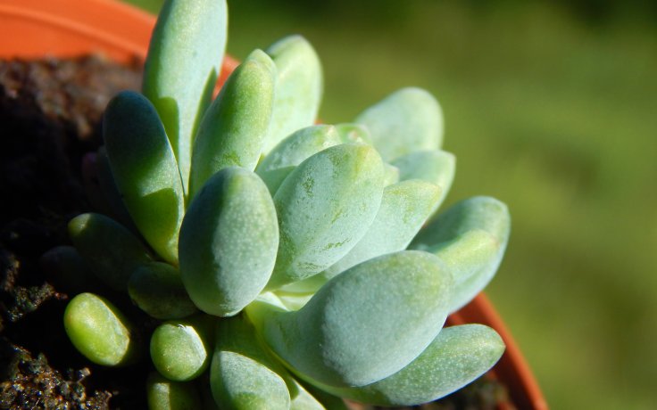 Graptopetalum saxifragoides var. farinifera