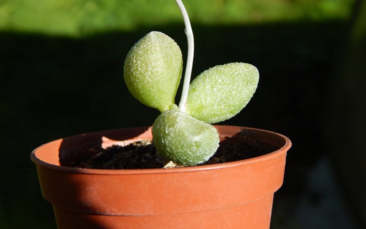 Adromischus marianiae Alveolatus v květináči