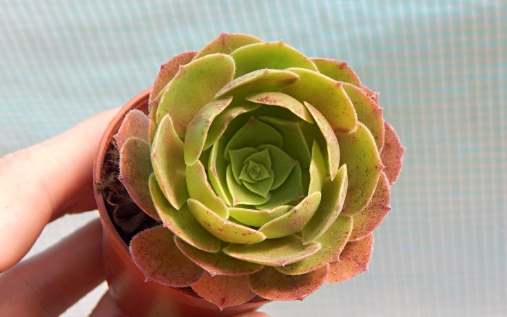 Aeonium Halloween kříženec