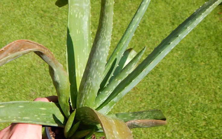 Aloe vera - succulent
