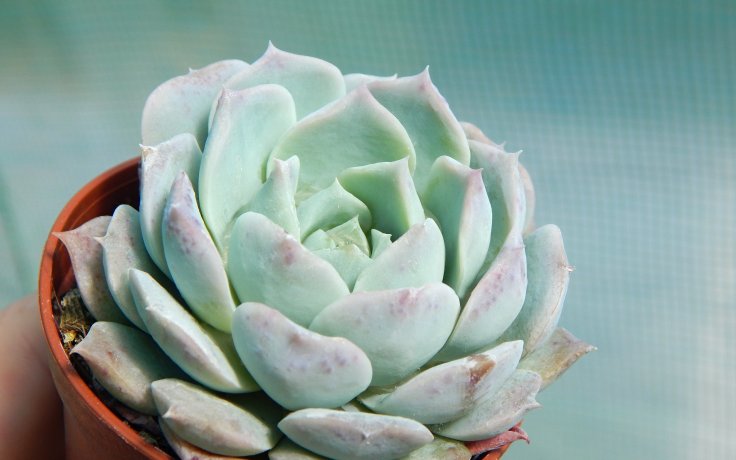 Echeveria hyalina sukulent