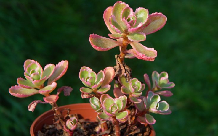 Sedum spurium Tricolor