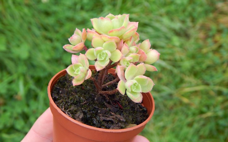 Aeonium castello-paivae var. sarae - kaktusy a pokojovky