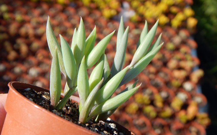 Senecio radicans - šnůrka rybářských háčků