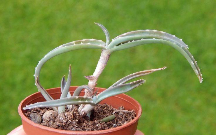 Aloe millotii