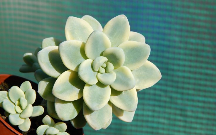 Sedum clavatum variegata