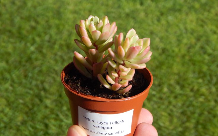 Sedum Joyce Tulloch variegata sukulenty samek