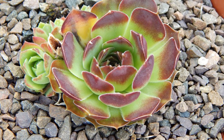 Jovibarba heuffelii Mount Baker