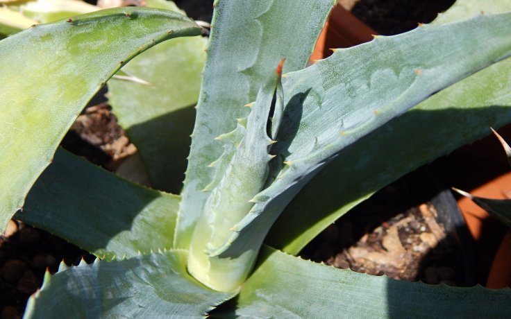 Agave americana - odolný sukulent