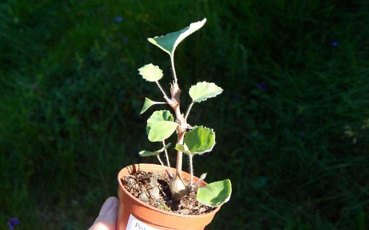 Pelargonium gibbosum domácí sukulent